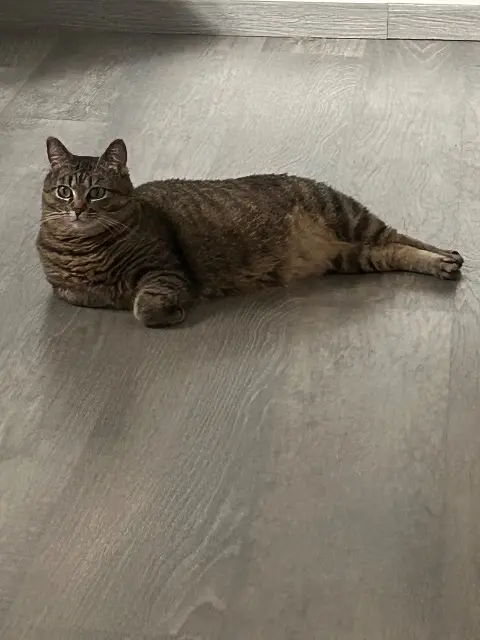 chatte lost   70400 Héricourt Zoe