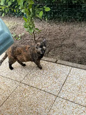 Chatte Perdue 70 Haute-Saône Chatte Perdue 70 Haute-Saône