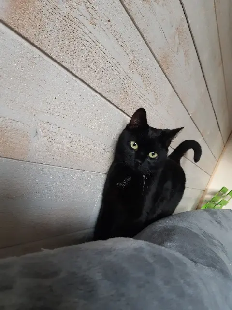 chatte lost   70300 Luxeuil-les-Bains Ébène