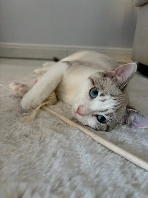 chatte lost   71150 Chagny Alba