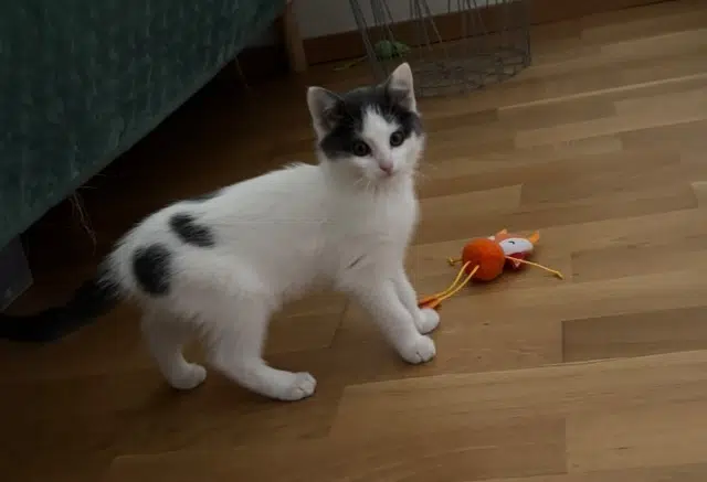 chatte lost   71400 Autun Bounty