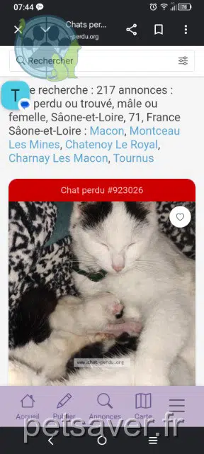 chatte lost   71700 Tournus Chamallow