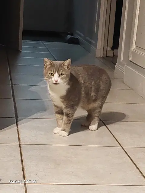 chatte lost   71210 Montchanin Grisouille