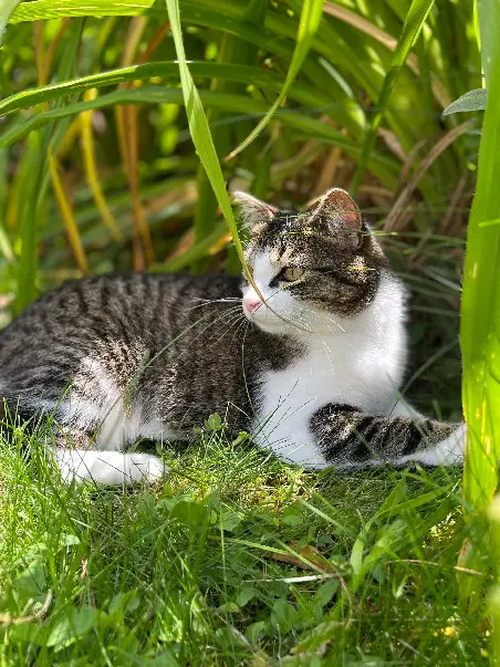 gata perdida 731 Rue de la Ronze 71850 Charnay-lès-Mâcon Jazz gata lost 731 Rue de la Ronze 71850 Charnay-lès-Mâcon Jazz