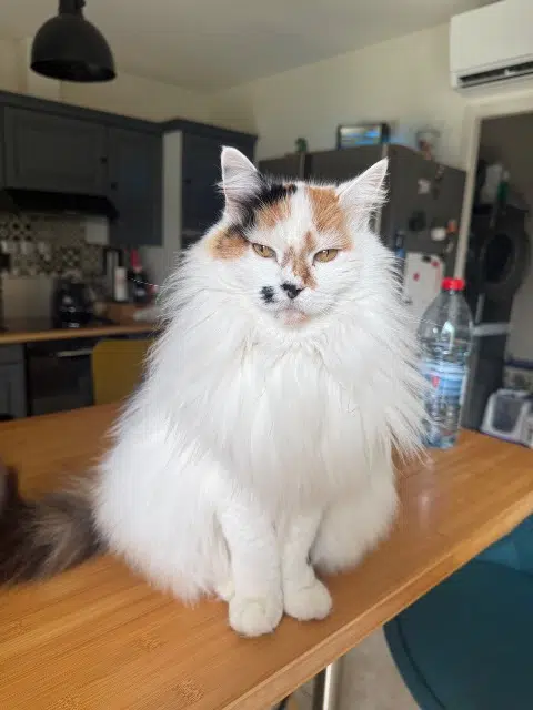 chatte lost   71600 Paray-le-Monial Jilly