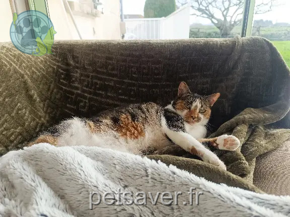 Chatte Perdue 71 Saône-et-Loire - Karen Chatte Perdue 71 Saône-et-Loire - Karen