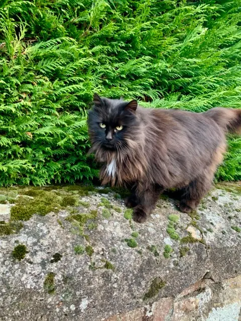 chatte lost   71570 Chasselas Lily