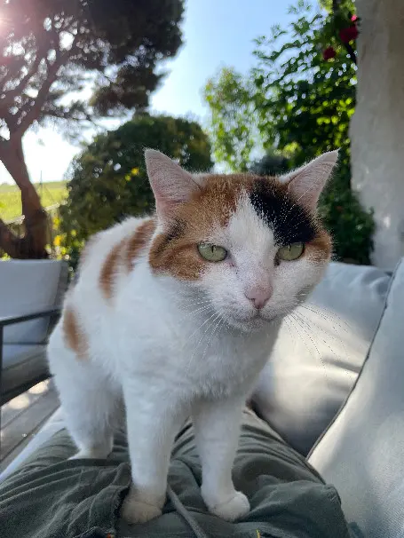 Chatte Perdue 71 Saône-et-Loire - Lola Chatte Perdue 71 Saône-et-Loire - Lola