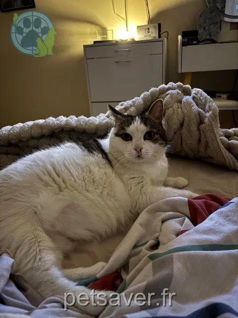 cat lost   71350 Allerey-sur-Saône Louna