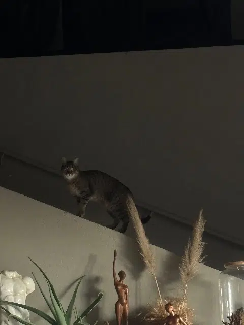 chatte lost   71700 Le Villars Lucette