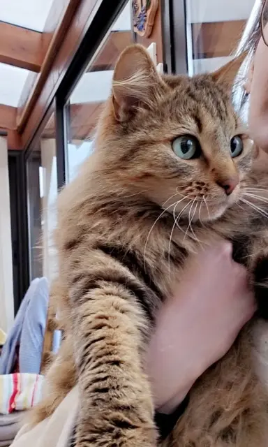 chatte lost   71150 Dezize-lès-Maranges Minette