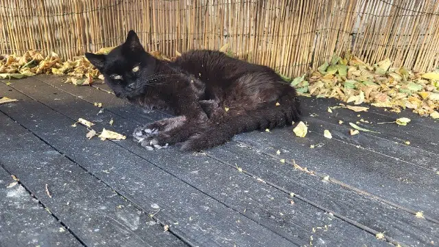 chatte lost   71100 Chalon-sur-Saône Myrtille