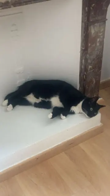 chatte lost   71100 Chalon-sur-Saône Naya