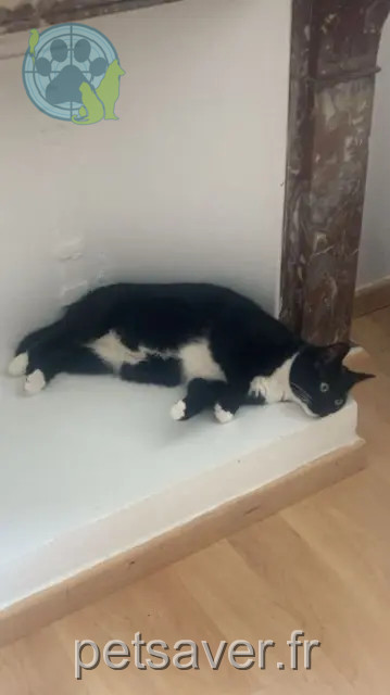 Katze vermisst 71100 Chalon-sur-Saône Naya Katze lost 71100 Chalon-sur-Saône Naya