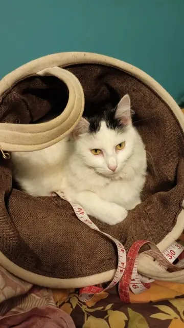 chatte lost   71220 Beaubery Nina