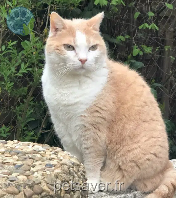 gata lost 71300 Montceau-les-Mines Plume