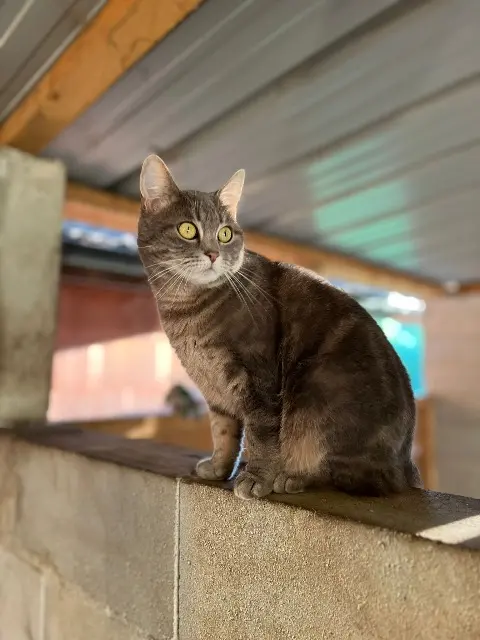 chatte lost   71580 Saillenard Pouille