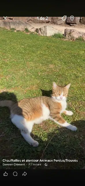 chatte lost   71170 Chauffailles Rebelle
