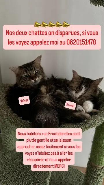 cat lost 71100 Chalon-sur-Saône Scarlet et Velvet cat lost 71100 Chalon-sur-Saône Scarlet et Velvet