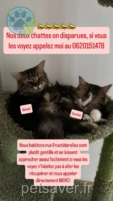 gata perdida 71100 Chalon-sur-Saône Scarlet et Velvet gata lost 71100 Chalon-sur-Saône Scarlet et Velvet