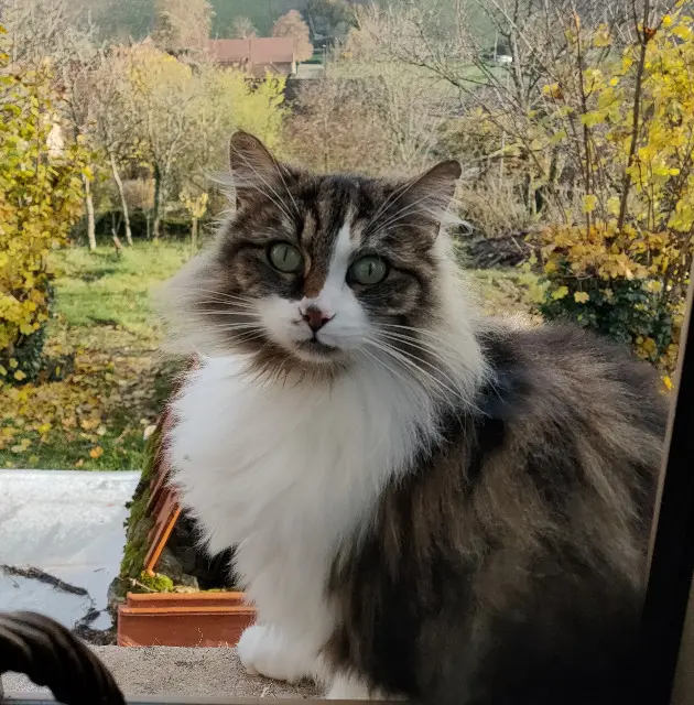 chatte lost   71700 Royer Shakti