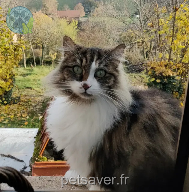 cat lost 71700 Royer Shakti cat lost 71700 Royer Shakti