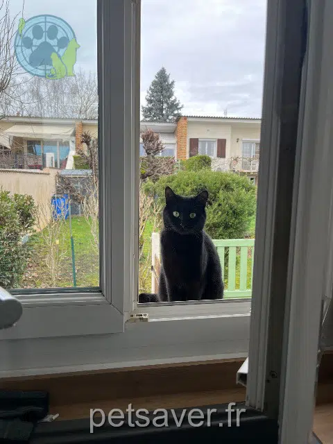 chatte lost   71850 Charnay-lès-Mâcon Skyttie