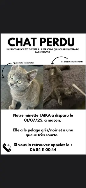 chatte lost   71000 Mâcon Taila