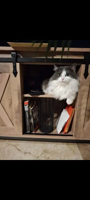 chatte lost   71960 Pierreclos Tess