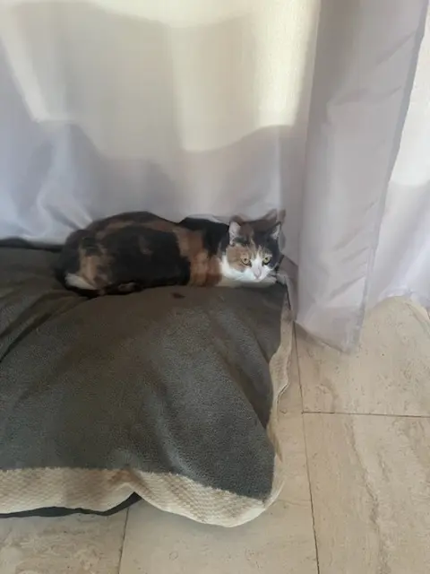 chatte lost   71370 L'Abergement-Sainte-Colombe Thya