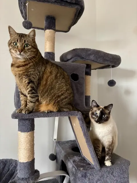 chatte lost   71330 Saint-Germain-du-Bois Uta