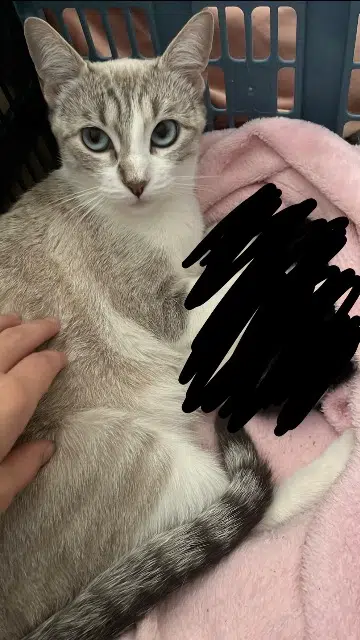 chatte lost   71520 Trambly Vanille