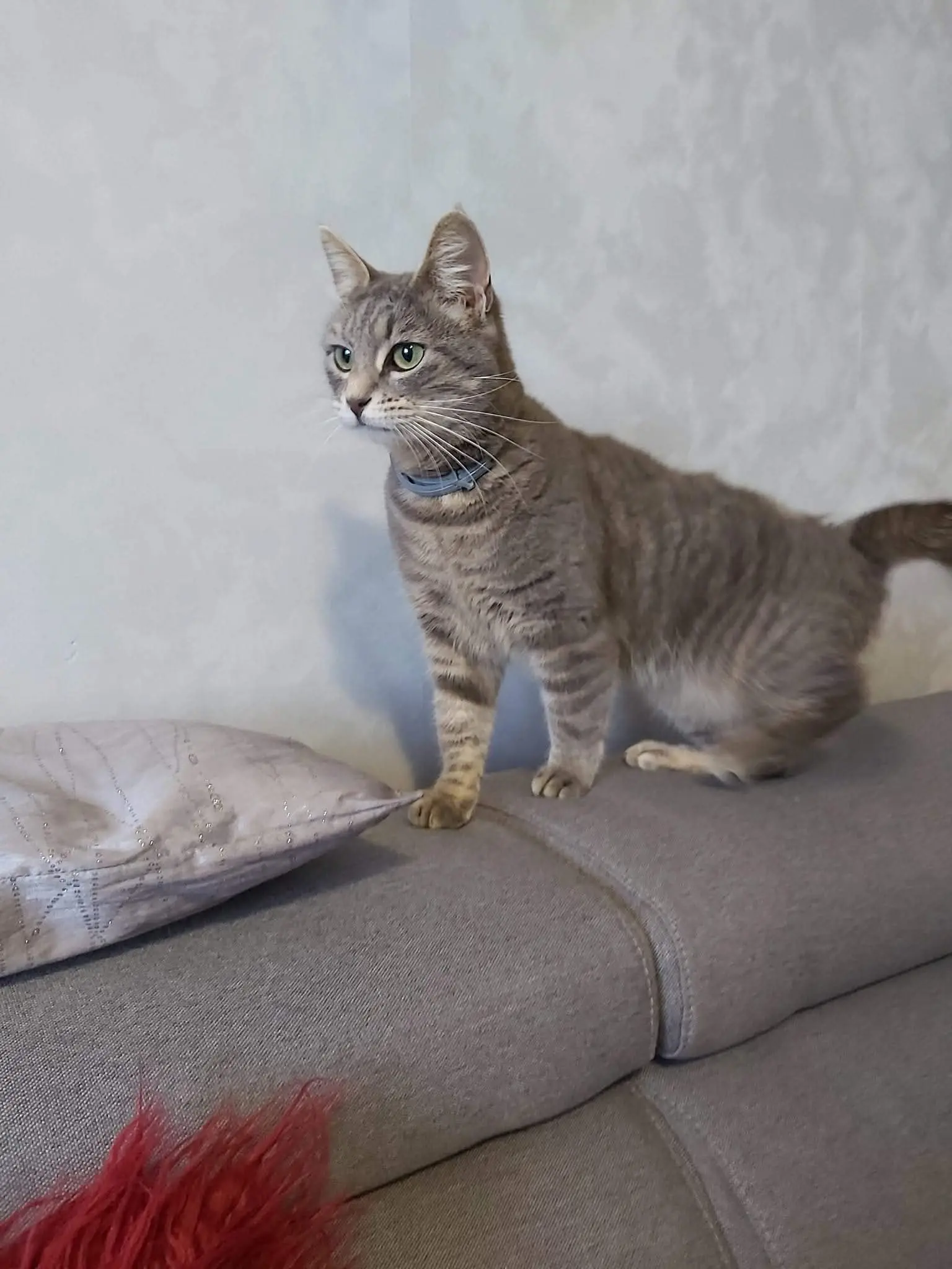Chatte Perdue 72 Sarthe Chatte Perdue 72 Sarthe