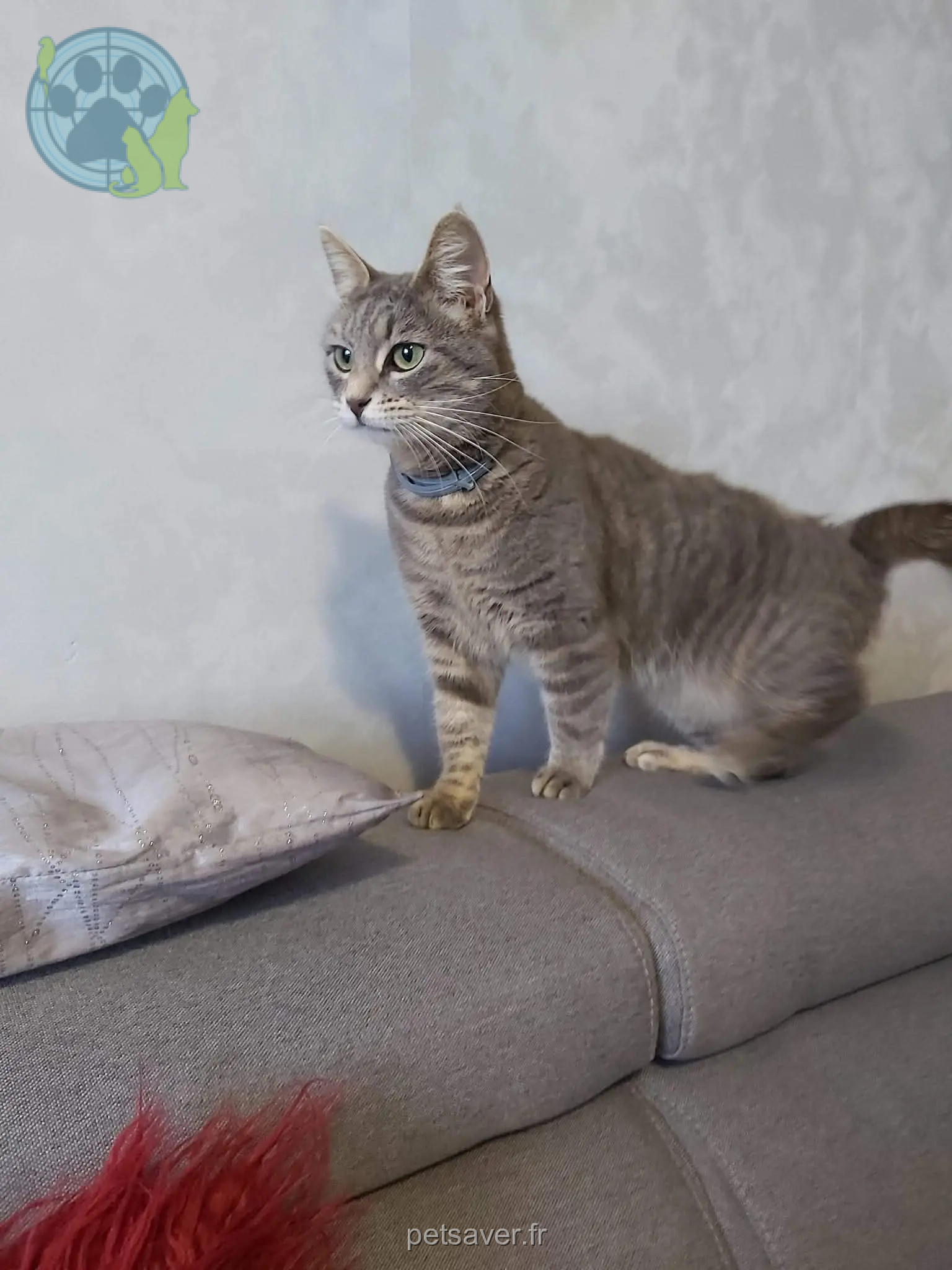 Chatte Perdue 72 Sarthe Chatte Perdue 72 Sarthe