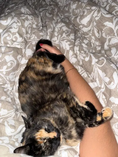 chatte lost   72230 Moncé-en-Belin Ayla