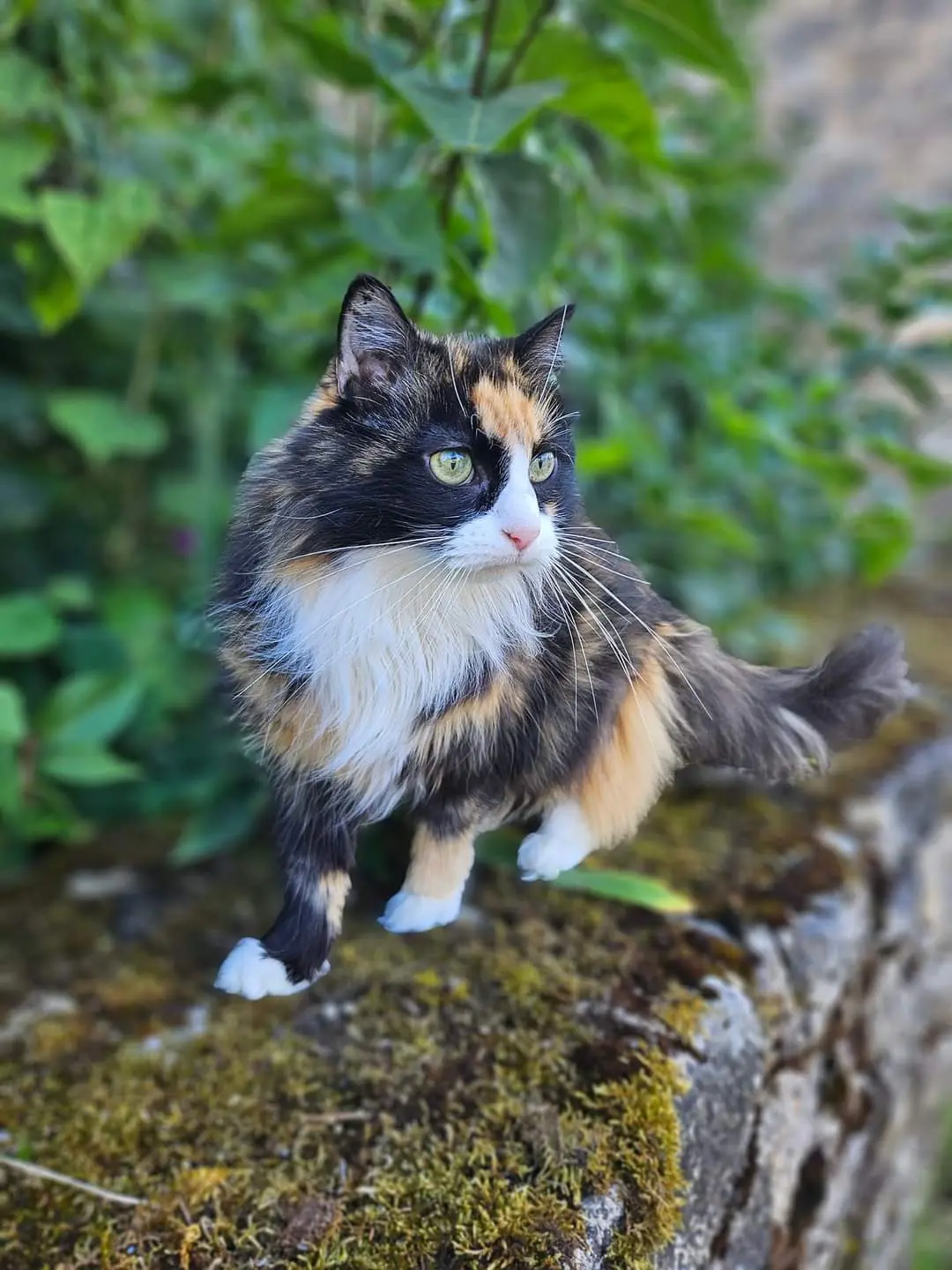 Chatte Perdue 72 Sarthe Bernay-Neuvy-en-Champagne Chatte Perdue 72 Sarthe Bernay-Neuvy-en-Champagne