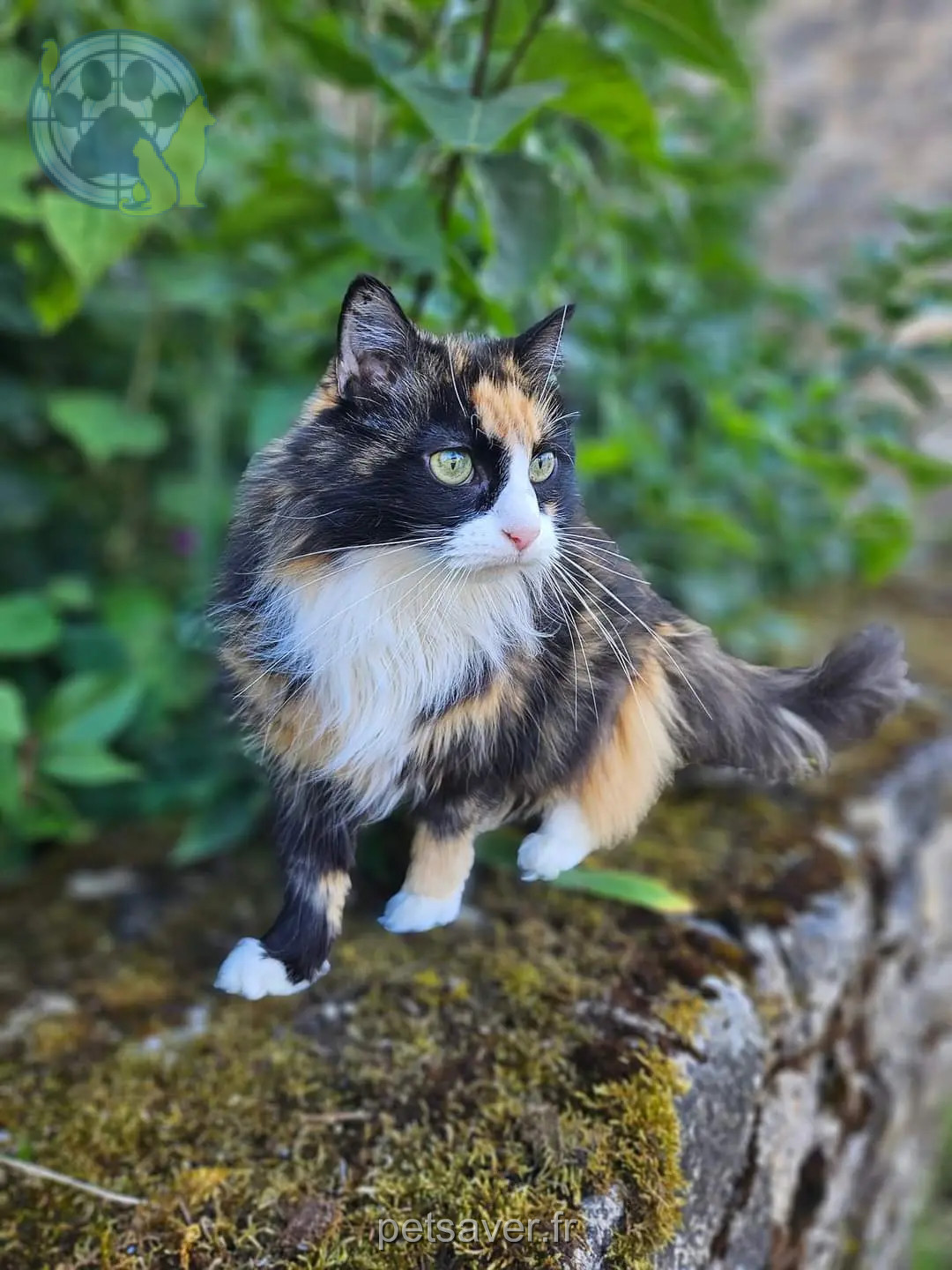 Chatte Perdue 72 Sarthe Bernay-Neuvy-en-Champagne Chatte Perdue 72 Sarthe Bernay-Neuvy-en-Champagne