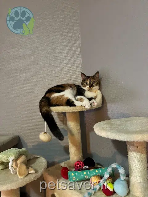 Katze lost   72160 Connerré Bijoux