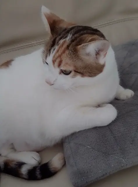chatte lost   72700 Rouillon Bloue