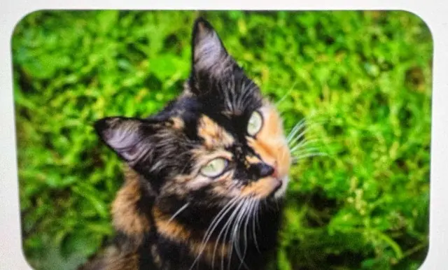 chatte perdue 72560 Changé Caramel chatte lost 72560 Changé Caramel