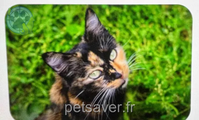 cat lost 72560 Changé Caramel cat lost 72560 Changé Caramel