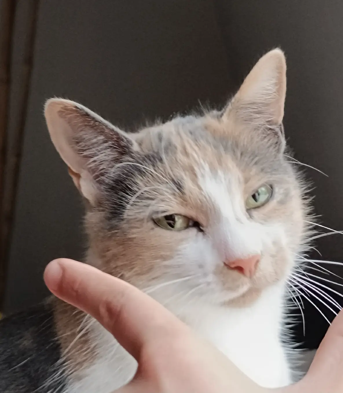 Chatte Perdue 72 Sarthe - Charmante Chatte Perdue 72 Sarthe - Charmante