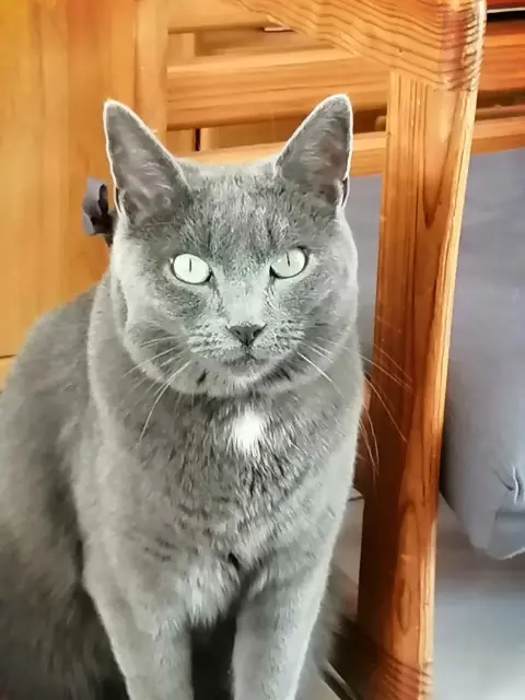 chatte lost   72400 Cherré-Au Malice