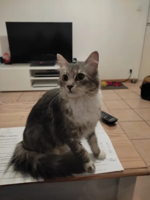 chatte lost   72300 Sablé-sur-Sarthe Chichi