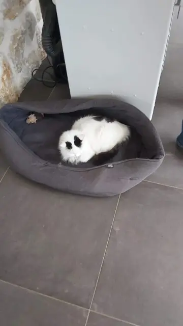 chatte lost   72220 Écommoy Chipie