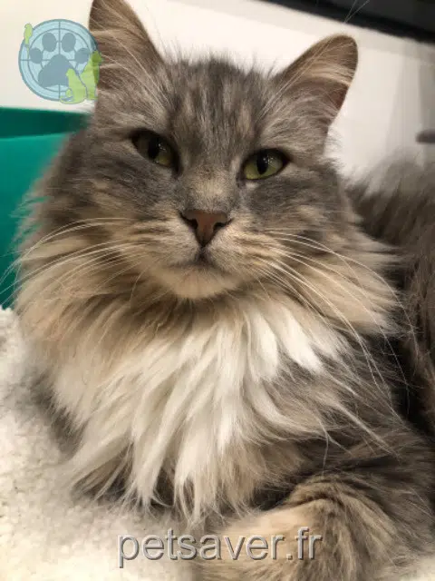 chatte lost   72300 Sablé-sur-Sarthe Chouquette