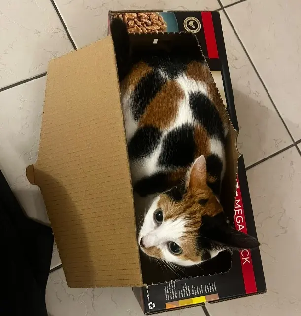 chatte lost   72400 La Ferté-Bernard Coquillette
