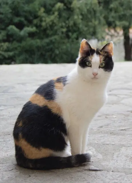 kat vermist 72300 Précigné Daisy kat lost 72300 Précigné Daisy