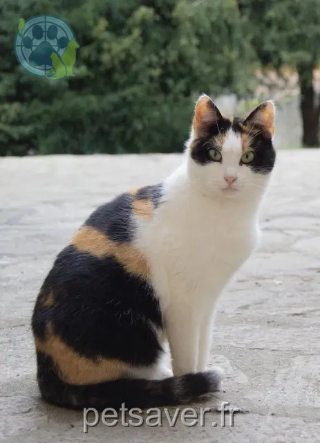gata perdida 72300 Précigné Daisy gata lost 72300 Précigné Daisy
