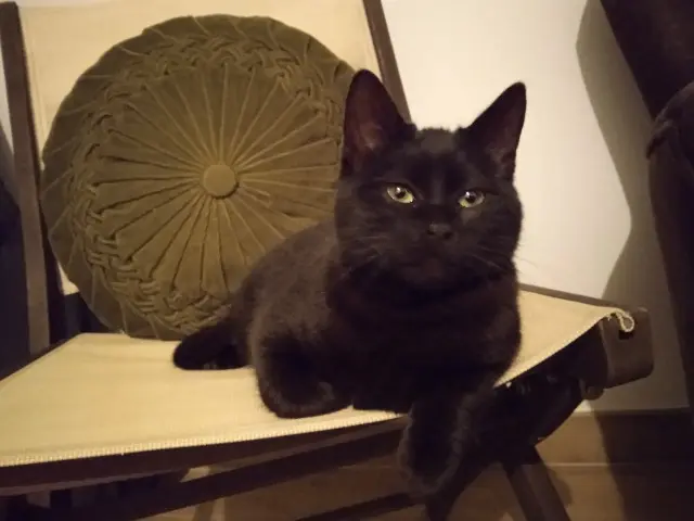 chatte lost   72220 Écommoy Etoile